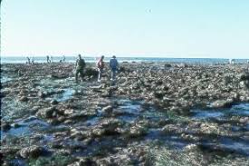 A Virtual Visit To The Tidepools Cabrillo National