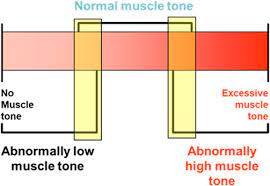 pelvic floor muscle essment