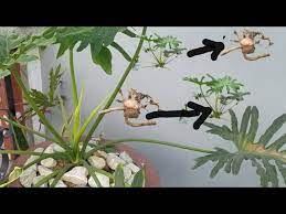 propagating selloum plant