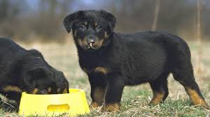 dry dog food brands for rottweilers