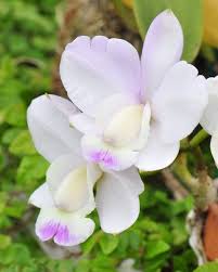 嘉德麗雅蘭 cattleya walkeriana var semi alba kenny 學名 cattleya walkeriana var semi alba kenny 英名 walker s cattleya beautiful flowers garden flowers