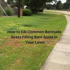 Keep the mowing height fairly high (3 to 3 ½ inches tall), irrigate to 6 inches twice per week and fertilize at the appropriate time and rate for your sod species. How To Kill Common Bermuda Grass In Your Houston Lawn Video