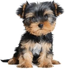 5 morkie puppies are ready for adoption. Morkie Puppies For Sale In Michigan Michigan Puppy