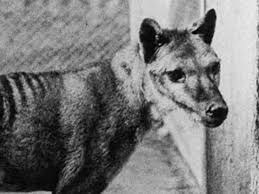 One of the reasons thylacine sightings are seen as. Tasmanian Tiger New Report Lists Recent Sightings Of Extinct Thylacine