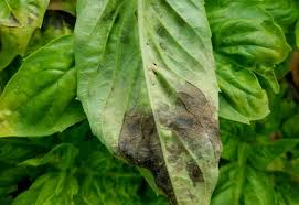 basil leaves turning black identifying
