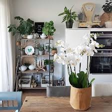 Ideas para decorar con plantas naturales. Plantas En La Decoracion Del Hogar Casas De Instagram
