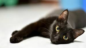 worms in cats causes symptoms and
