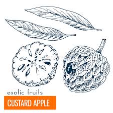 Picture of atis clipart free. Custard Apple Stock Illustrations 514 Custard Apple Stock Illustrations Vectors Clipart Dreamstime