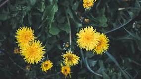 Do you eat dandelion greens raw or cooked?