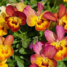 frost hardy bedding plants the
