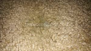 black mold growth under carpet pad
