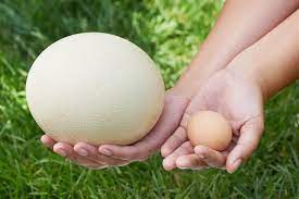 do ostrich eggs have more protein