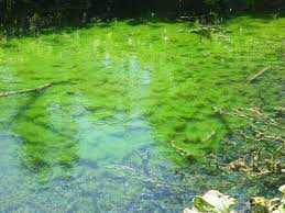 what should you do about string algae