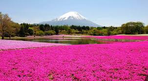 pink carpet of moss phlox shibazakura