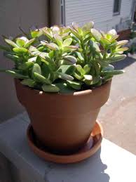 Jade plants may also grow well in full sun locations but benefit from adequate air circulation to help avoid sunburn on their leaves. How Much Light Do Jade Plants Need Homestead Gardener