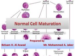 Normal Cell Maturation Ppt Video Online Download
