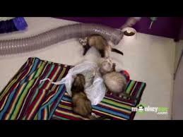 ferret care toys and playing you
