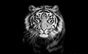 White Tiger Wallpaper Hd 1080p