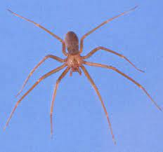 brown recluse spider loxosceles