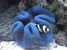 photo 10 blue carpet anemone