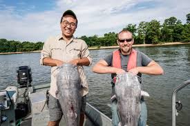 bay invaders the blue catfish fishery