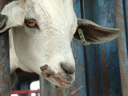 Contagious Ecthyma (Orf/Sore Mouth) in Sheep and Goats