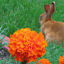 Do Marigolds Keep Rabbits Away