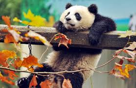 200 cute panda wallpapers