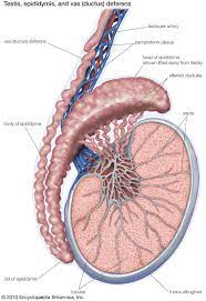 Testes refers to just your balls, with nothing attached or hanging from it. Testis Anatomy Britannica