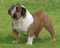 All our puppies come with a one year guarantee. Bulldog Puppies For Sale Long Island Puppies