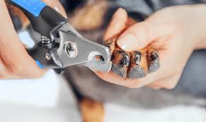 how to cut your pet s nails at home
