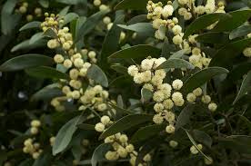 Acacia melanoxylon - Wikipedia