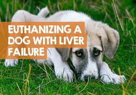 This just means that the route of testing is usually different for each dog. When To Euthanize A Dog With Liver Failure What I Learned