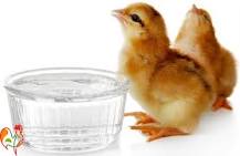 can-baby-chicks-drink-water