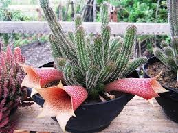 85 ideas de Plantas y cactus exoticos | plantas, cactus, suculentas