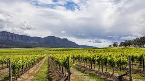 hunter valley wineries vineyards