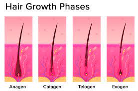 hair growth phases anagen growing
