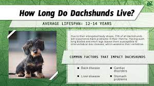 dachshund lifespan how long do