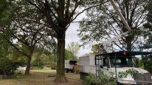 Hire the best tree services in albuquerque, nm on homeadvisor. Best 15 Tree Trimming Removal Services Near Me Houzz