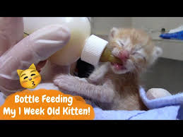 how i bottle feed my 1 week old kitten