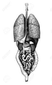 The normal arrangement of internal organs is known as situs solitus.although cardiac problems are more common, many people with situs inversus have no medical symptoms or complications resulting from the condition, and. 3d Render Depicting The Internal Organs Back View Special Stock Photo Picture And Royalty Free Image Image 11977840