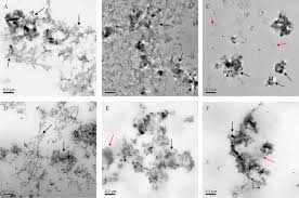 zinc oxide nanoparticles in cosmetics