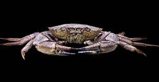 Le crabe mue-t-il au cours de sa vie ? | Dossier