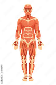 anatomical structure of human body