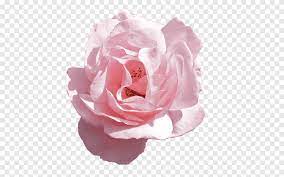 Wc at fiori harmonix png. Fiori Rosa Rosa Fiore Rosa Fiore Artificiale Tagliare I Fiori Png Pngegg