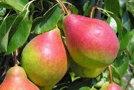 Znalezione obrazy dla zapytania jablka i grusze w sadzie
