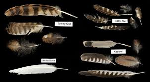 Feather Identification Guide Owl Feathers Identification
