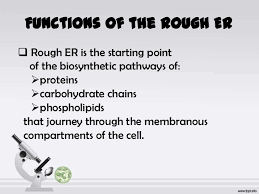 The ribosomes do their job and create proteins, which are then sent into the rough endoplasmic reticulum, for advanced processing. Endoplasmic Reticulum