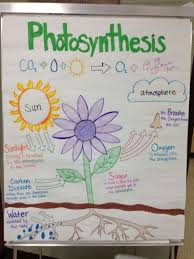 Photosynthesis Anchor Chart By Miss Lintz Science Anchor