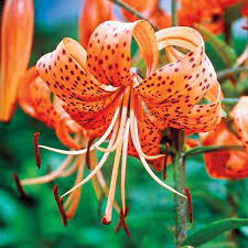 breck s orange tiger lily bulbs 3 pack